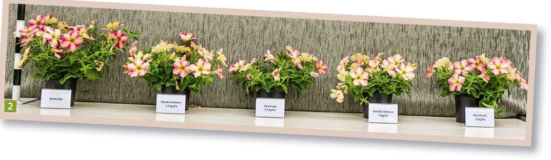  Petunia Famous Cherry Star, von links: Kontrolle  Dazide Enhance 1,5 kg/ha  Shorttrack 1,5 kg/ha  Dazide Enhance 3,0 kg/ha  Shorttrack 3,0 kg/ha. Keine Unterschiede in der Hemmwirkung zwischen Dazide Enhance und Shorttrack. 