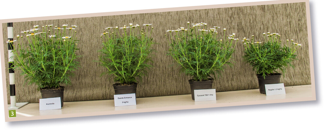  Argyranthemum Dana: von links: Kontrolle  Dazide Enhance 3,0 kg/ha  Cycocel 720 1,0 l/ha  Regalis 1,3 kg/ha. Bei der stark wachsenden Sorte wirkt Regalis besser als der alte Standard Cycocel 720, Dazide Enhance hemmt bei Dana nur schwach. 