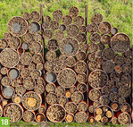 Fasziniert erleben die Besucher bei diesem Wildbienenbeitrag, auf welche Zustimmung dieser bei den Insekten stößt.