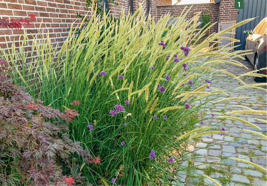  Unter der Marke Elegrass" vermarktet Peters Pflanzen  . 