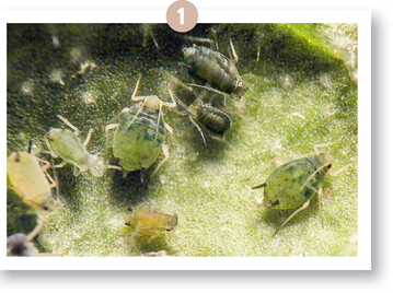  Die Grne Gurkenblattlaus Aphis gossypii 