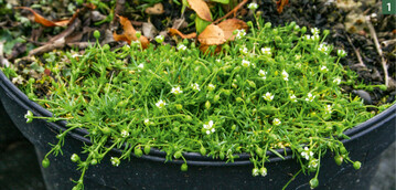  Sternmoos" (Liegendes Mastkraut) Sagina procumbens 