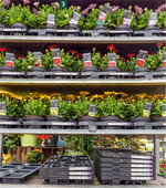 Die Anlieferung der Pflanzen erfolgt in aller Regel über die Mehrwegtrays Floratinos oder Palettinos.