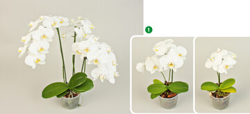  Phalaenopsis Snowball, von links: Optimalzustand  Schwefelmangel  starker Schwefelmangel 