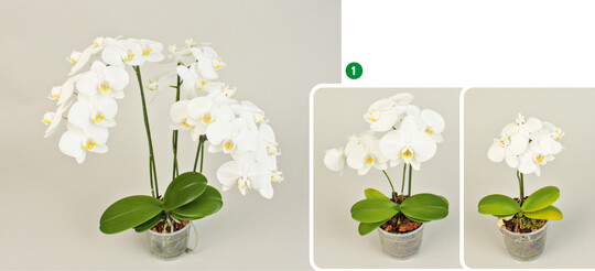  Phalaenopsis Snowball, von links: Optimalzustand  Schwefelmangel  starker Schwefelmangel 