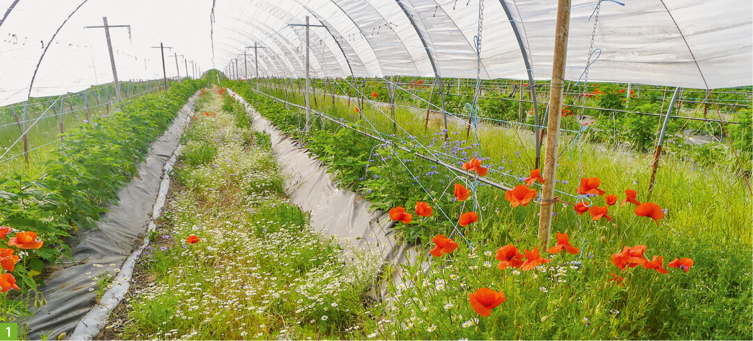 Einsaat von Futterpflanzen für in der Region natürlicherweise vorhandene Nützlinge wie Schlupfwespen, Florfliegen oder Schwebfliegen in einem extensiven Himbeerbestand.