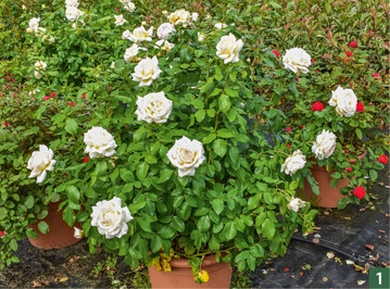  Edelrose Annastasia 