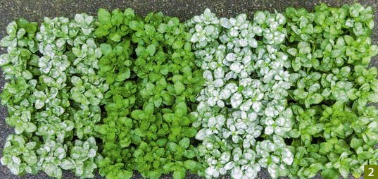  Einfluss von Spritzungen mit Milch auf den Befall von Kalanchoe mit Echtem Mehltau (von links nach rechts: Wasser, Milch protektiv, Unbehandelte Kontrolle, Milch kurativ) 