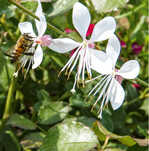Eine Honigbiene saugt den Nektar der Prachtkerze Gaura lindheimeri.