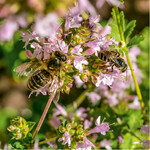 Oregano wird sowohl von Honigbienen als auch von Wildbienen gerne genutzt.