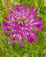 Eine Furchenbiene besucht die mazedonische Witwenblume Knautia macedonica.