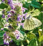 Auch Schmetterlinge, wie dieser Weißling, kommen mit ihren langen Rüsseln gut an den Nektar der Katzenminze, Nepeta faassenii.