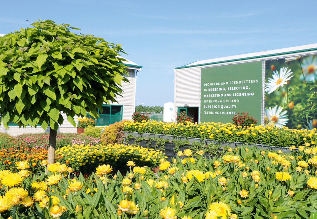 MNP/Suntory (mnpflowers.com) in Leimuiderbrug/NL stellte Bracteantha Granvia Gold mit vielen Pflanzen in der Präsentation heraus. Zum Blickfang wird die Sorte durch ihre leuchtend gelbe Blüte mit orangegelber Mitte. Außerdem fiel dort Mandevilla Sundaville Flamingo Pink als eindrückliche Neuheit auf. Sie soll Blüten bis zum Frost bieten. Und natürlich gab es hier auch neue Surfinia zu entdecken!