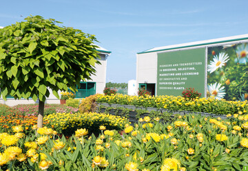 MNP/Suntory (mnpflowers.com) in Leimuiderbrug/NL stellte Bracteantha ‘Granvia Gold’ mit vielen Pflanzen in der Prsentation heraus. Zum Blickfang wird die Sorte durch ihre leuchtend gelbe Blte mit orangegelber Mitte. Auerdem fiel dort Mandevilla ‘Sundaville Flamingo Pink’ als eindrckliche Neuheit auf. Sie soll Blten bis zum Frost bieten. Und natrlich gab es hier auch neue Surfinia zu entdecken!