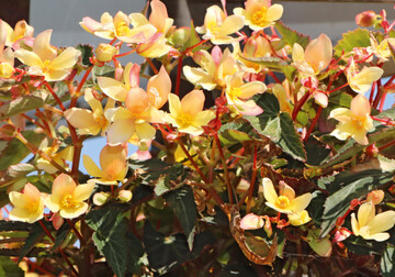 Begonia ‘Shine Bright Yellow’