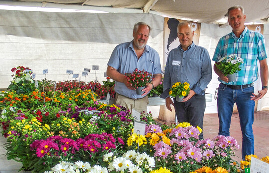  (von links) Verkaufsleiter Jrgen von den Driesch, Hubert Brandkamp und Jeroem de Kuijer ent-schieden sich trotz abgesagter FlowerTrials fr eine Prsentation ihrer Neuheiten in Woche 24. 