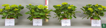  Hortensien Early Blue am 21. Mrz 2018 in vier verschiedenen Substratvarianten. Von links: 70 % Torf, 30 % Ton  50 % Torf, 30 % Ton, 20 % Holzfaser  25 % Torf, 30 % Ton, 45 % Holzfaser  35 % Torf, 30 % Ton, 20 % Holzfaser, 15 % Kompost. 