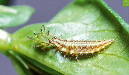  Die Larven der Chrysoperla carnea greifen ihre Beute mit den Mundwerkzeugen an und saugen sie aus. 