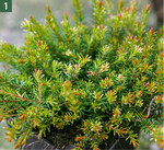 Schäden an Erica durch fehlendes Abregnen nach einem Einsatz von Callisto