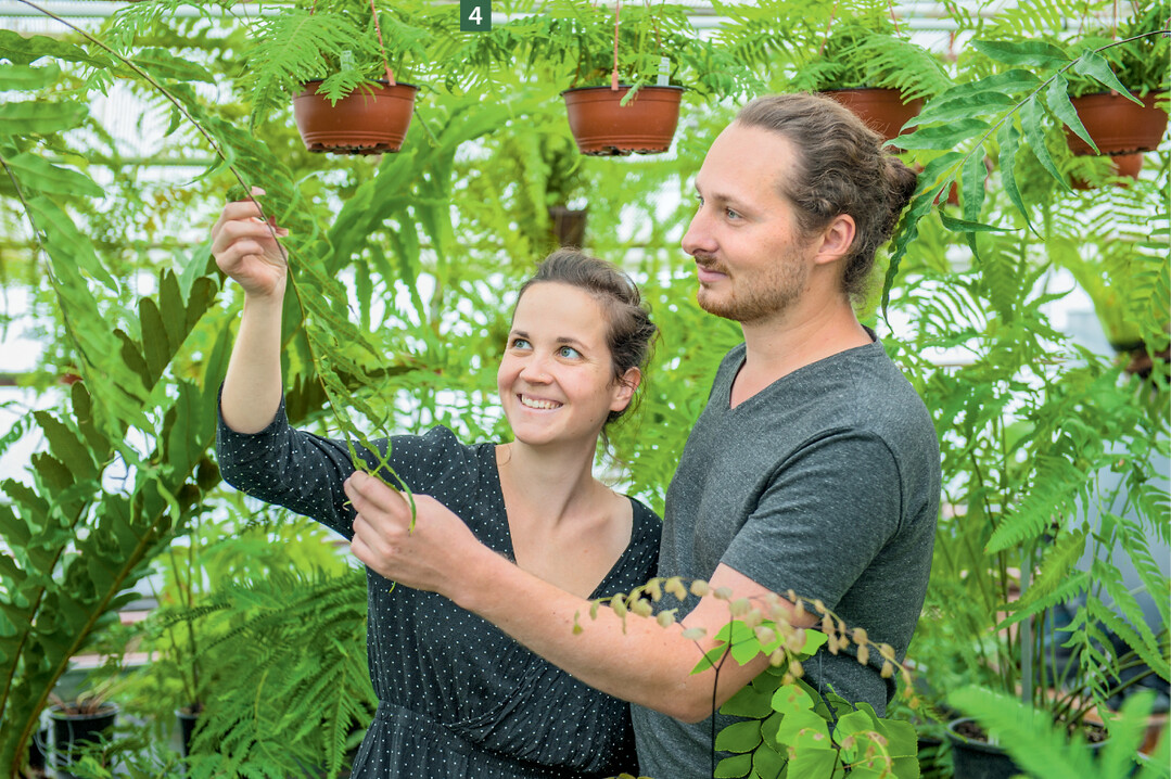   Ihre Liebe zu den Farnen hat Maria und Michael Schneider, beide Anfang 30, zu Quereinsteigern und Pflanzenproduzenten gemacht.  