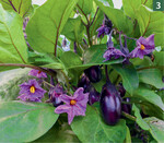 Attraktive Blüten und Früchte: Aubergine ‘Patio Baby’.