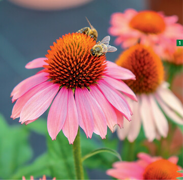  Echinacea purpurea  Moodz Motivation 