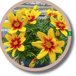 Bidens Brazen Eternal aus der neuen Brazen"-Serie mit kompakt bis mittelstark wachsenden Sorten.