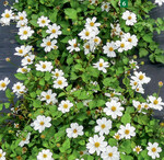 Bidens White Delight ist ein zuverlässiger und früher Dauerblüher..