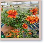 Bidens 1802 with feathers wartet mit kräftigem Orange auf und verzweigt sich dicht.