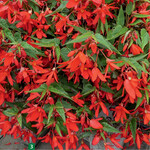 Eine kräftige Farbe und einen runden, überhängenden Aufbau bietet auch Begonia Groovy Red.