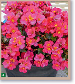 Begonia Belove Rose präsentiert sich überhängend mit gut über dem Laub stehenden XL-Blüten.