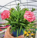 Die Topfnelke Dinamic Peachy Pink bietet neben ihrer Blüte auch einen großartigen Duft.