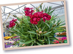 Dianthus 2020-07 überzeugt mit einem weithin sichtbaren Farbmuster.