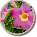 Schöne zweifarbige Kelchblüten entwickelt die neue Mandevilla Diamantina Quartz Pink&Yellow.