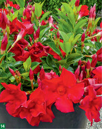 Mandevilla Magnetica Dark Red.