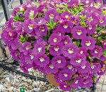 Bei Calibrachoa gibt es immer mehr Sonderfarben wie Pocket Pink Ice.