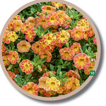 Die rot-gelb geflammte Calibrachoa MiniFamous Neo Flaming ist ebenfalls eine schöne Sonderfarbe .