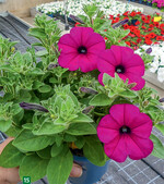 Neu im einfarbigen Sortiment sind sechs Sorten der Kuyamba"-Serie, hier Kuyamba Purple.