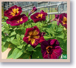 Die neue Funhouse"-Serie, hier Funhouse Glowing Garnet, zieht mit buntem Farbspiel aus verschiedensten Tönen die Blicke auf sich.