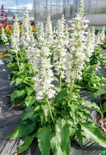 Salvia farinacea Sallyfun Pure White überzeugt mit Bestnoten durch wunderschöne schneeweiß leuchtende Blüten zum Verkaufsbeginn im Topf.
