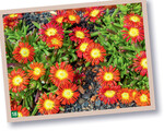 Delosperma Fire Wonder 2021 begeistert mit kräftigen Farben und großen Blüten.