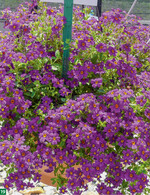 Eine echte Knallerfarbe: Jamesbrittenia Jammin Purple.