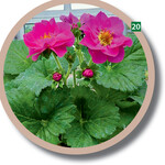 Die Balkon-Hängeerdbeere Summer Breeze Cherry Blossom bildet attraktive halbgefüllte Blüten und aromatische Früchte.