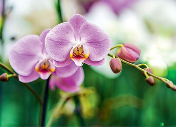  Wer in Deutschland eine Orchidee kauft, erwirbt eine Pflanze, die mit groer Wahrscheinlichkeit in Westfalen geklont worden ist. 