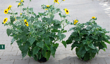  Dazide Enhance 5 x 4,0 kg/ha (rechts) wirkte besonders stark, verzgerte aber die Blte. Links unbehandelte Kontrolle. Aufnahme: 11. Juni 2021 