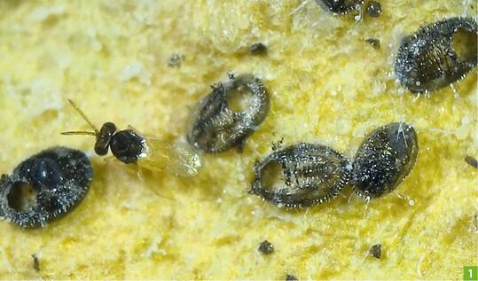 Encarsia formosa an der Weien Fliege Trialeurodes