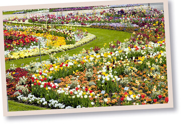Knstlerische Groleistung: Das von Christine Orel, Herzogenaurach, geplante groe Blumenbeet auf der BUGA Erfurt 2021 ist Publikumsmagnet und Gartenschau-Highlight.