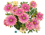 Osteospermum Flower Power Pink Sun