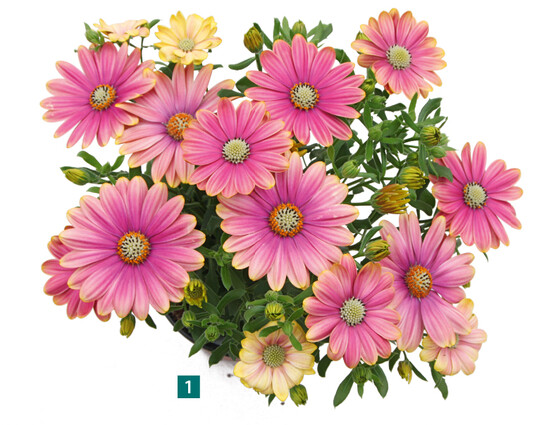 Osteospermum ‘Flower Power Pink Sun’
