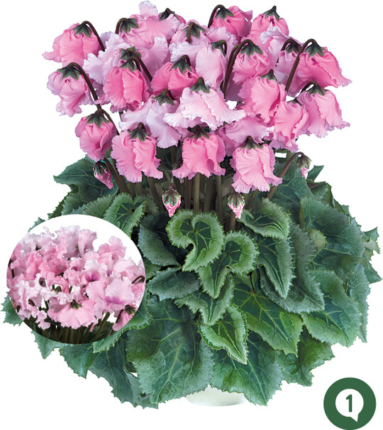 ‘Very Special Falbala Rosa Evolution’
